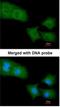 Rho GTPase Activating Protein 4 antibody, NBP1-31976, Novus Biologicals, Immunocytochemistry image 