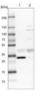 Protein hairy antibody, NBP1-80987, Novus Biologicals, Western Blot image 