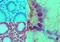 Nurim antibody, NB100-56414, Novus Biologicals, Immunohistochemistry paraffin image 