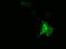 DnaJ Heat Shock Protein Family (Hsp40) Member A2 antibody, MA5-25244, Invitrogen Antibodies, Immunocytochemistry image 