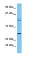 Trace Amine Associated Receptor 6 antibody, orb326538, Biorbyt, Western Blot image 