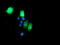 Dolichyl-diphosphooligosaccharide--protein glycosyltransferase subunit 1 antibody, TA503654, Origene, Immunofluorescence image 