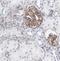 Acylphosphatase-2 antibody, FNab00134, FineTest, Immunohistochemistry frozen image 