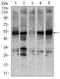 Nuclear receptor subfamily 6 group A member 1 antibody, MA5-17140, Invitrogen Antibodies, Western Blot image 