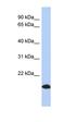UPF0552 protein C15orf38 homolog antibody, orb326041, Biorbyt, Western Blot image 
