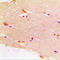 Desmin antibody, LS-C352127, Lifespan Biosciences, Immunohistochemistry frozen image 