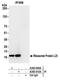 60S ribosomal protein L23 antibody, A305-010A, Bethyl Labs, Immunoprecipitation image 
