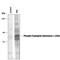 Tryptophan Hydroxylase 1 antibody, PPS039, R&D Systems, Western Blot image 