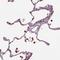 Nucleoporin 210 antibody, HPA066888, Atlas Antibodies, Immunohistochemistry frozen image 