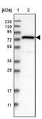 Negative Regulator Of Ubiquitin Like Proteins 1 antibody, NBP2-48553, Novus Biologicals, Western Blot image 