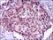Myocyte Enhancer Factor 2C antibody, NBP2-37427, Novus Biologicals, Immunohistochemistry paraffin image 