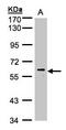 Mitogen-activated protein kinase 15 antibody, LS-B6317, Lifespan Biosciences, Western Blot image 
