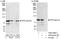 Poly(A) Polymerase Gamma antibody, A302-427A, Bethyl Labs, Immunoprecipitation image 
