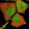 Fibrosin Like 1 antibody, HPA049880, Atlas Antibodies, Immunofluorescence image 
