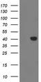 Monoglyceride Lipase antibody, TA502890, Origene, Western Blot image 