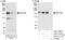 Zinc finger protein 198 antibody, A301-710A, Bethyl Labs, Immunoprecipitation image 