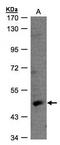 Retinoic Acid Receptor Gamma antibody, orb74186, Biorbyt, Western Blot image 