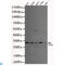 General Transcription Factor IIB antibody, LS-C813134, Lifespan Biosciences, Western Blot image 