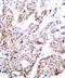 c-Myc antibody, STJ22300, St John