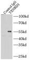 Thioredoxin Reductase 1 antibody, FNab09133, FineTest, Immunoprecipitation image 