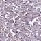Ciliogenesis Associated TTC17 Interacting Protein antibody, NBP1-91729, Novus Biologicals, Immunohistochemistry frozen image 