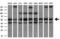 Xaa-Pro dipeptidase antibody, M03417, Boster Biological Technology, Western Blot image 