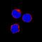 Tumor Necrosis Factor antibody, AF1814, R&D Systems, Immunofluorescence image 