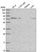 Rho Guanine Nucleotide Exchange Factor 26 antibody, PA5-65547, Invitrogen Antibodies, Western Blot image 