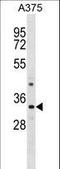 Proline Rich 7, Synaptic antibody, LS-C162185, Lifespan Biosciences, Western Blot image 