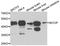 BRCA2 And CDKN1A Interacting Protein antibody, orb374211, Biorbyt, Western Blot image 