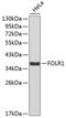 Folate Receptor Alpha antibody, 18-998, ProSci, Western Blot image 