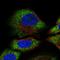 ALG10 Alpha-1,2-Glucosyltransferase antibody, HPA063387, Atlas Antibodies, Immunofluorescence image 