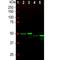 GFAP antibody, NBP1-05197, Novus Biologicals, Western Blot image 