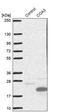 Cytochrome C Oxidase Assembly Factor 3 antibody, PA5-56891, Invitrogen Antibodies, Western Blot image 