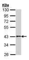 Free Fatty Acid Receptor 4 antibody, ab97272, Abcam, Western Blot image 