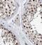 Spliceosome Associated Factor 3, U4/U6 Recycling Protein antibody, FNab07612, FineTest, Immunohistochemistry paraffin image 
