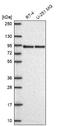 LDL Receptor Related Protein 8 antibody, NBP2-62680, Novus Biologicals, Western Blot image 