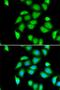 Ribosomal Protein S5 antibody, orb247718, Biorbyt, Immunofluorescence image 