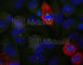 p65 antibody, AP0447, ABclonal Technology, Immunofluorescence image 