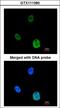 SNF Related Kinase antibody, LS-C186207, Lifespan Biosciences, Immunocytochemistry image 