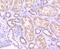 Trans-Golgi Network Protein 2 antibody, NBP2-67193, Novus Biologicals, Immunohistochemistry paraffin image 
