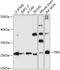 Prothyroliberin antibody, 15-561, ProSci, Western Blot image 