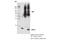 Nudix Hydrolase 1 antibody, 43918S, Cell Signaling Technology, Immunoprecipitation image 
