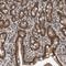 Zinc Finger Protein 800 antibody, NBP1-86001, Novus Biologicals, Immunohistochemistry frozen image 