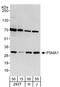 Proteasome Subunit Alpha 1 antibody, A303-846A, Bethyl Labs, Western Blot image 