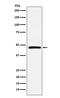 Atypical Chemokine Receptor 1 (Duffy Blood Group) antibody, M04540, Boster Biological Technology, Western Blot image 