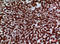 Dimethylaniline monooxygenase [N-oxide-forming] 3 antibody, A01739, Boster Biological Technology, Immunohistochemistry frozen image 