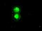 Inhibitor Of DNA Binding 2 antibody, GTX84329, GeneTex, Immunofluorescence image 