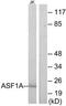Anti-Silencing Function 1A Histone Chaperone antibody, TA312362, Origene, Western Blot image 