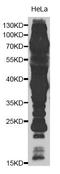 Acetylated-Lysine antibody, LS-C746816, Lifespan Biosciences, Western Blot image 